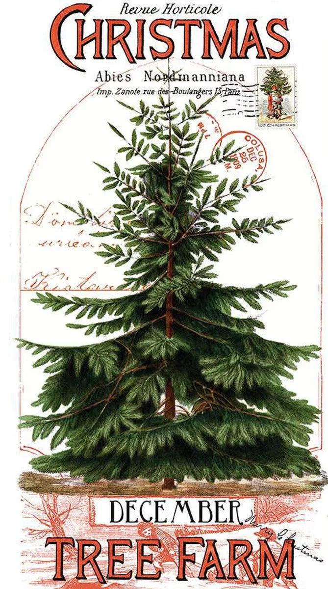 Vintage Christmas tree farm postcard featuring a detailed Abies Nordmanniana illustration.