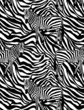 Zebra Print from Timeless Treasures Sold by the Half Yard